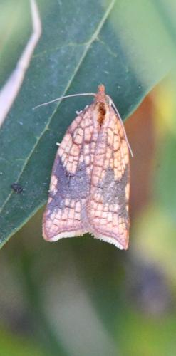Acleris rhombana